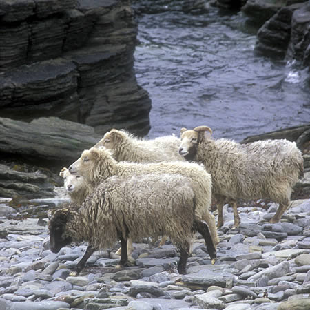 North Ronaldsay Sheep - Photograph by Fraser Dixon